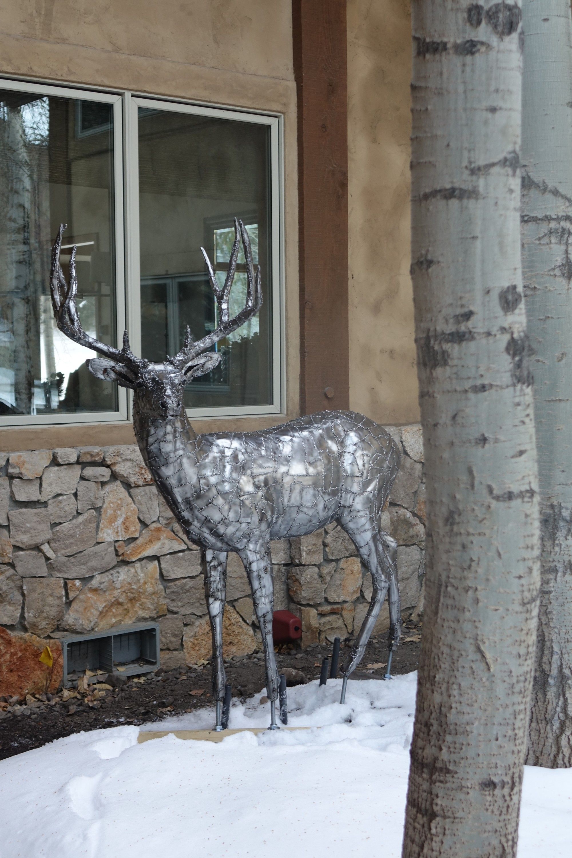 The steel buck from the other side, standing between an aspen trunk and the house, snow on the ground