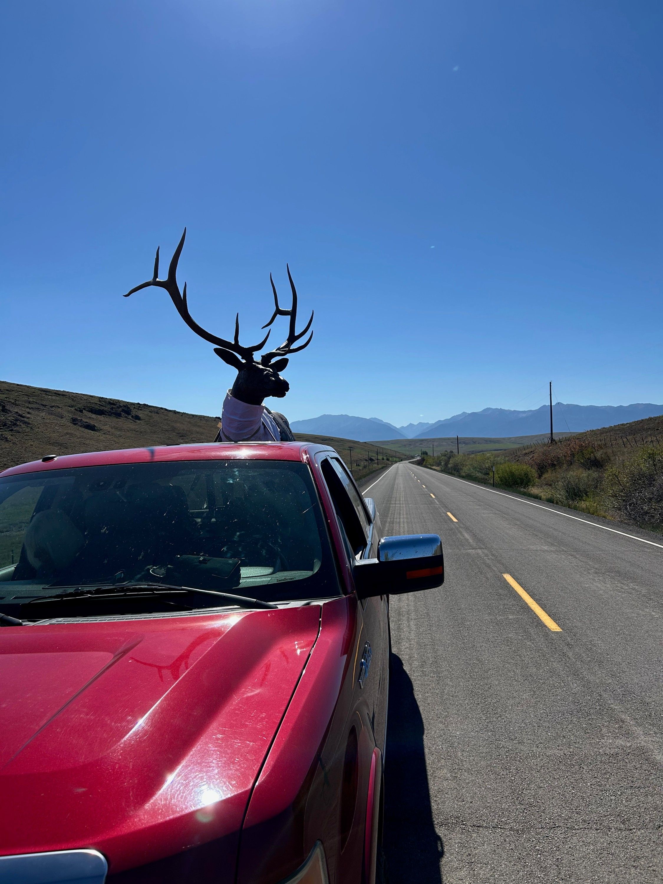 The bronze bull elk's head and antlers riding in the bed of a pickup on a mountain highway
