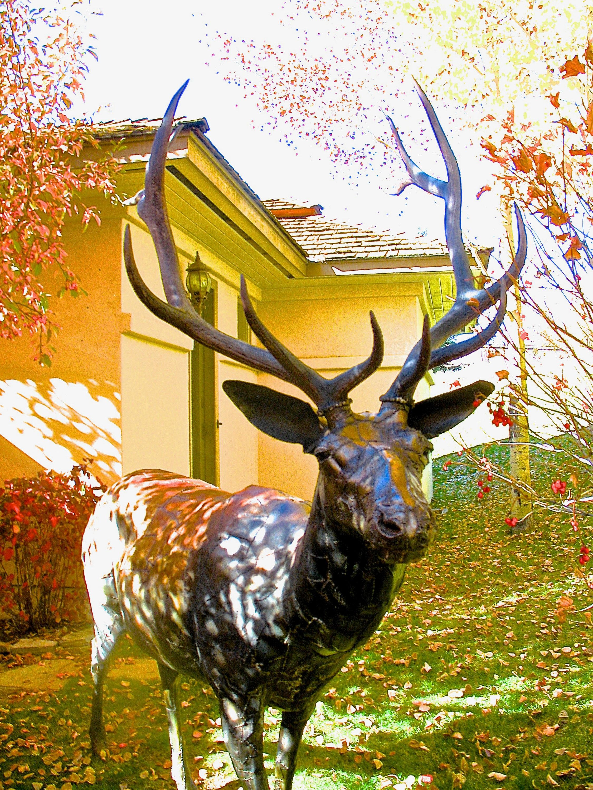 The welded steel bull elk facing the camera beside a house door, antlers spread above its head