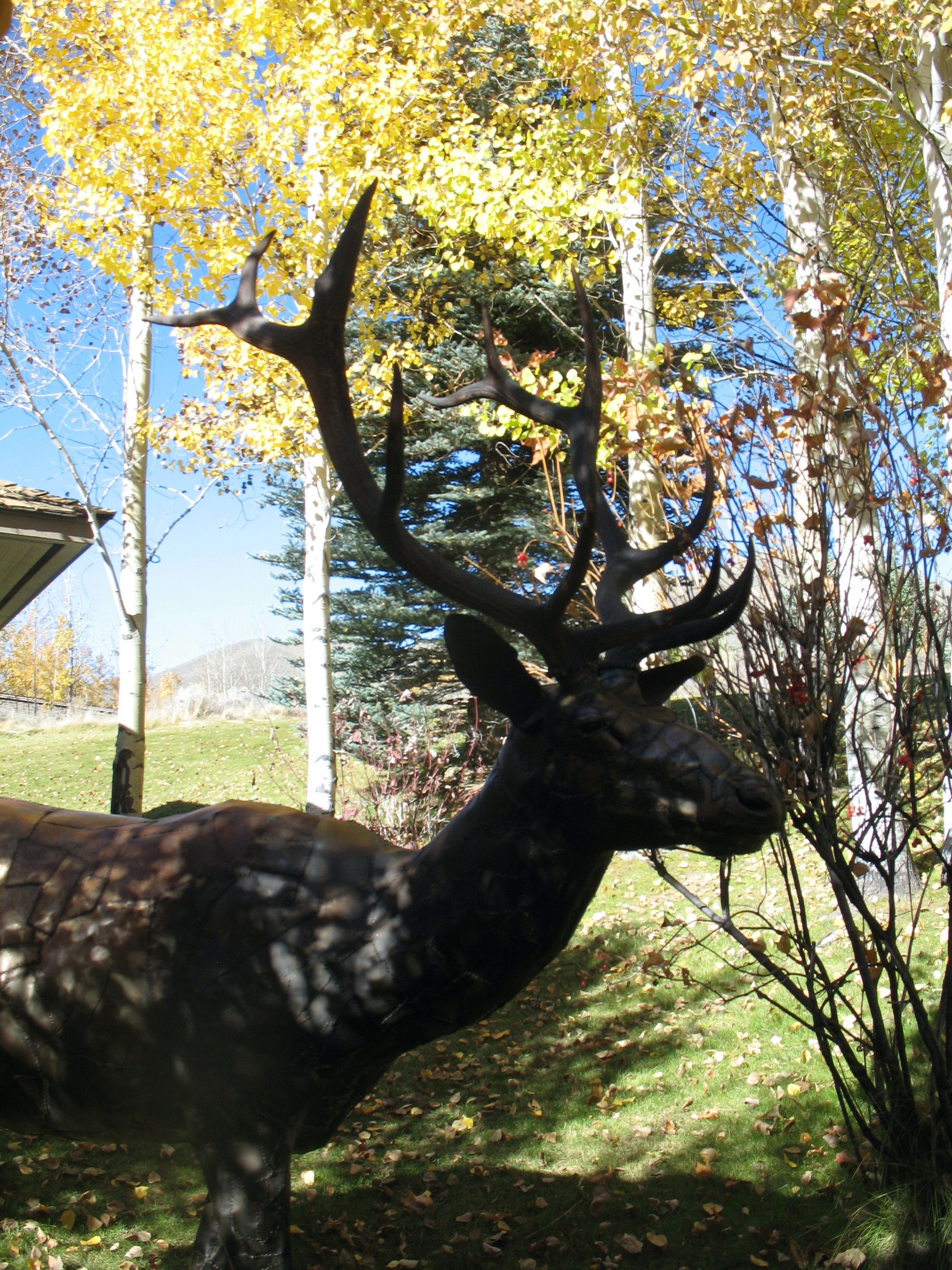 The welded steel bull elk's head and antlers in profile against yellow aspens
