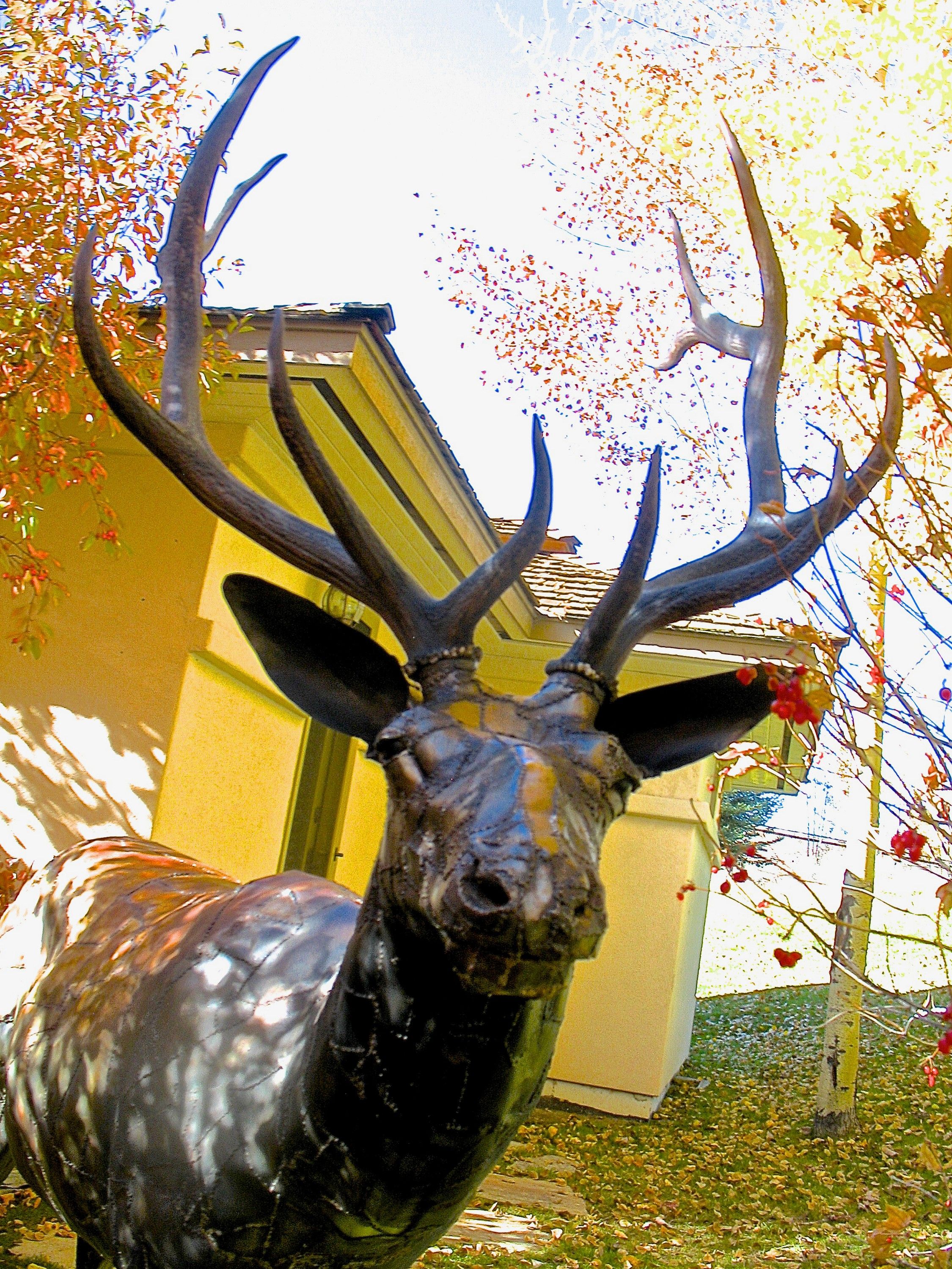Close view of the welded steel bull elk's head and antlers from below, the seams between its steel panels showing