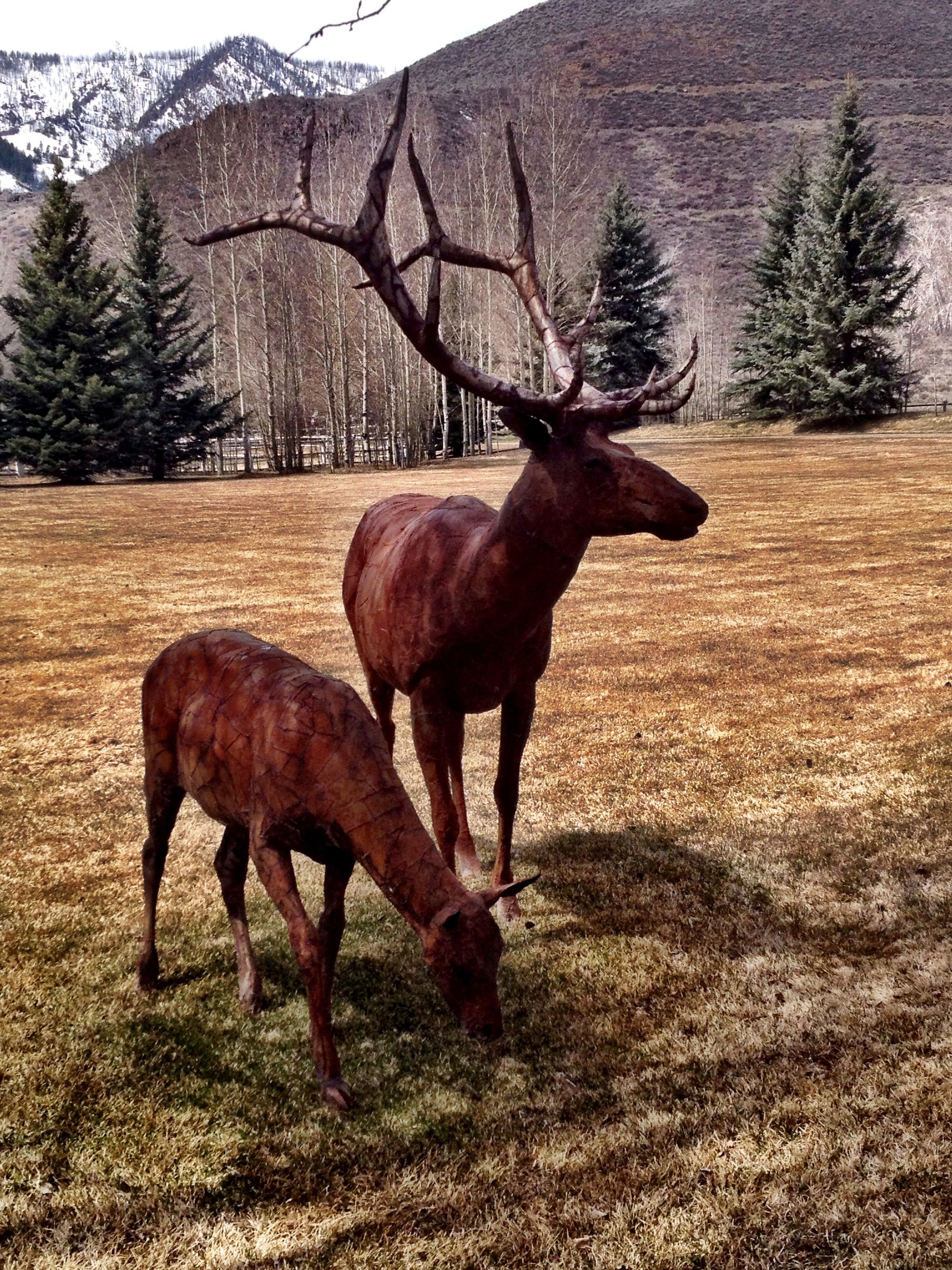 Two welded steel elk standing in a mown field below a bare hillside, a bull with full antlers and a smaller animal grazing beside it
