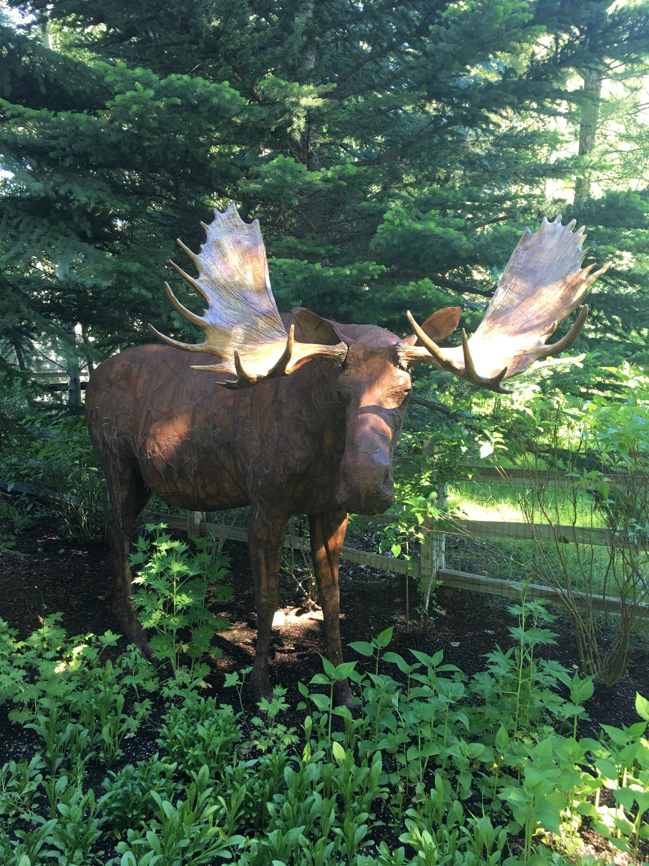 A life-size bull moose in steel standing in a shaded garden bed, its broad pale antlers spread above a rust-brown plated body, spruce behind and a rail fence to one side