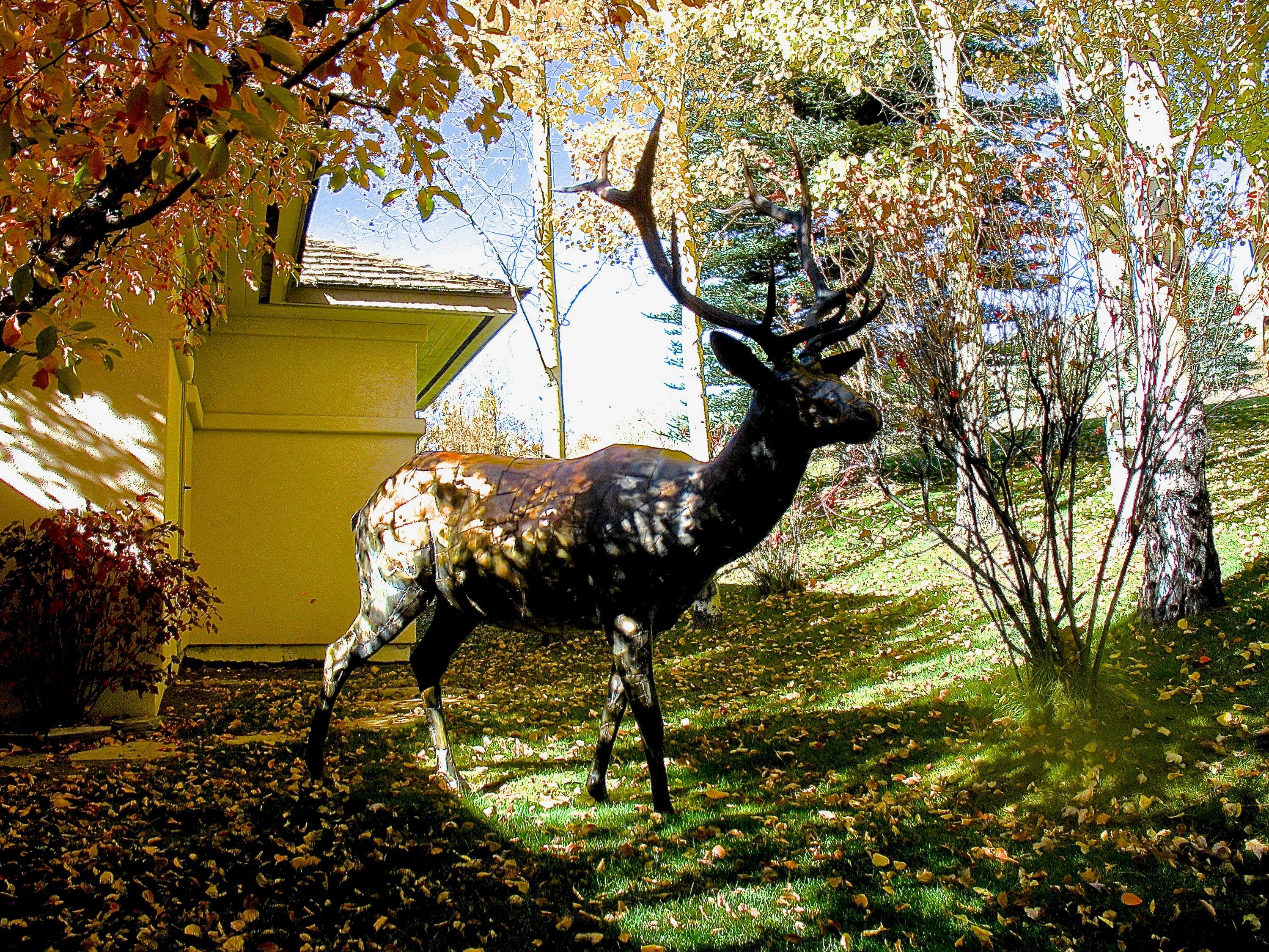 The welded steel bull elk standing full length on a lawn beside a house, dappled with autumn light
