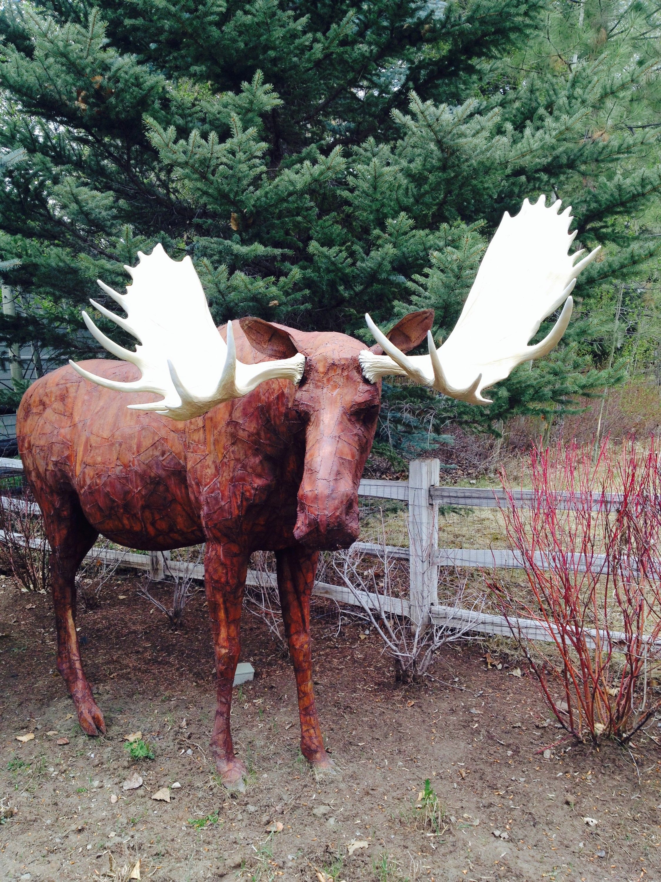 A life-size steel moose with pale reproduction antlers standing on bare ground in front of a spruce, a wooden rail fence running behind it