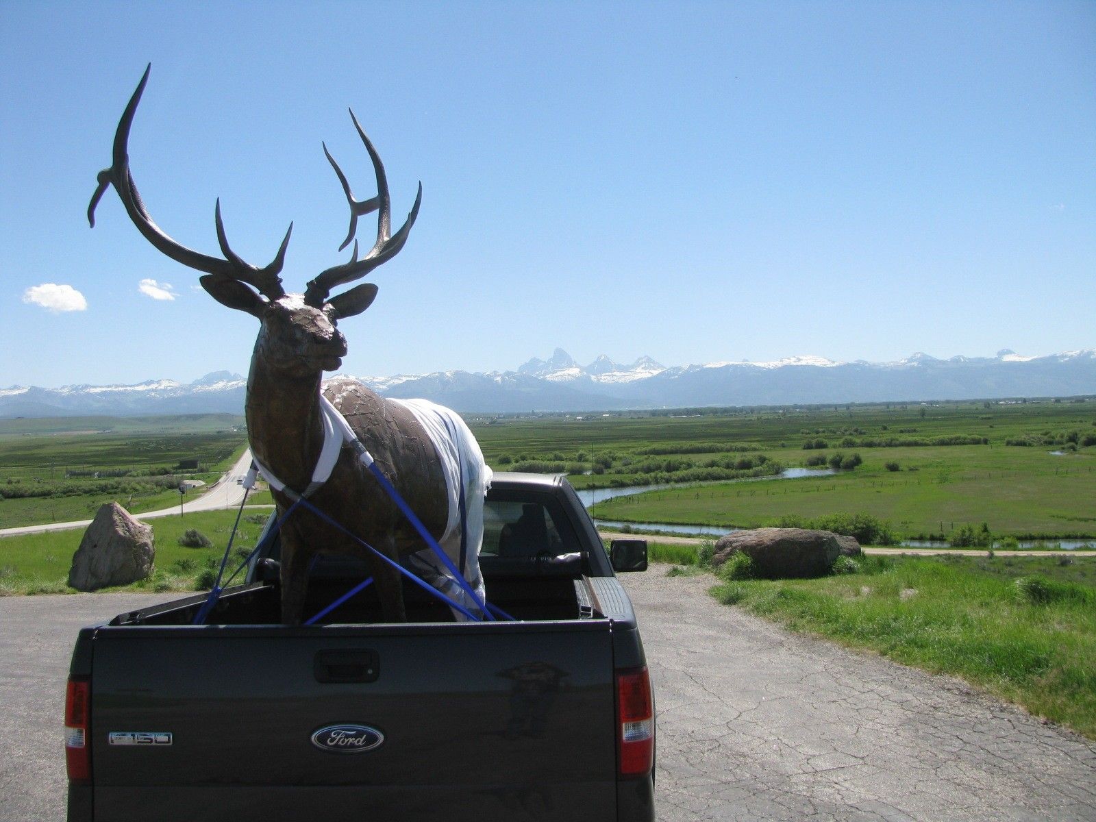 Bronze bull elk strapped upright in a pickup bed for transport, the Teton Range on the horizon