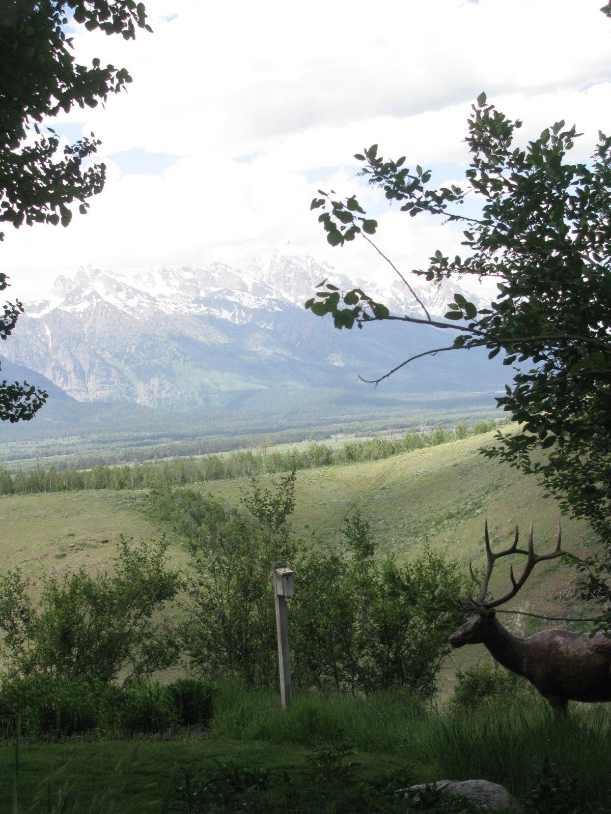 The bronze bull elk overlooking the Jackson Hole valley