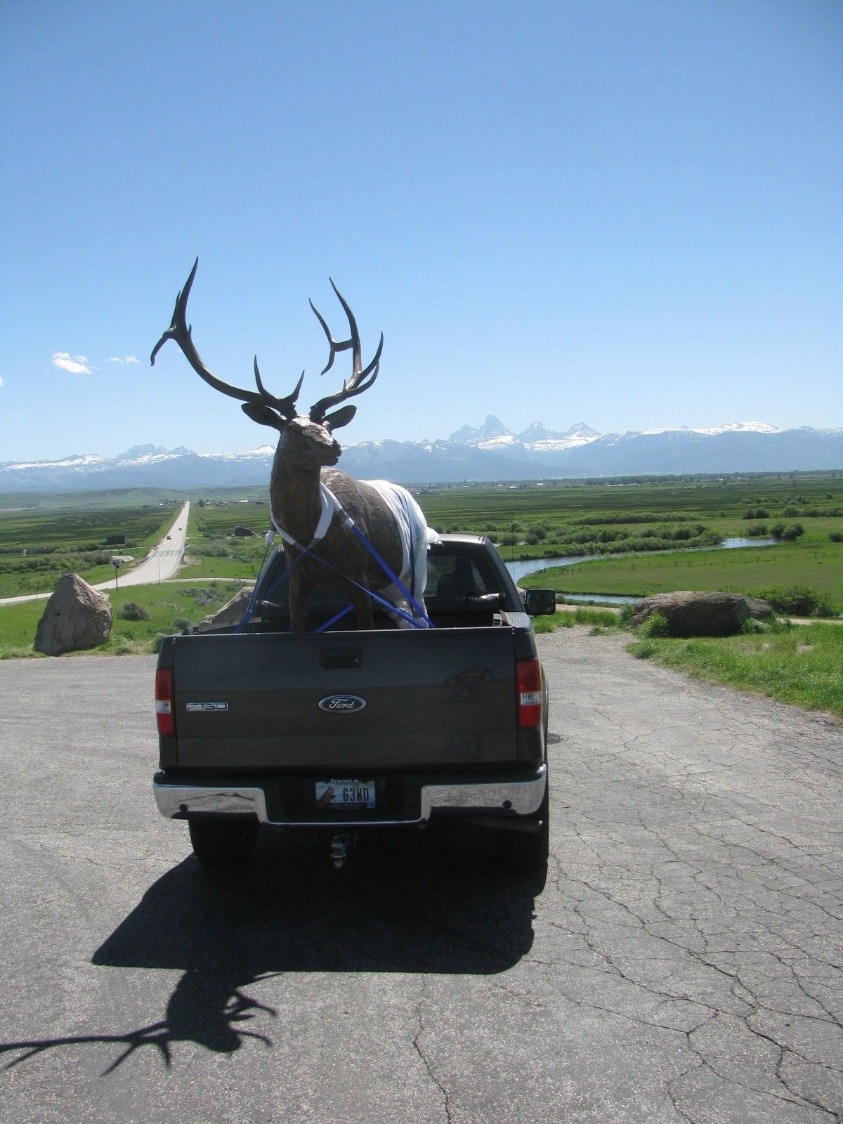 The elk's antler shadow cast on the road during a transport stop