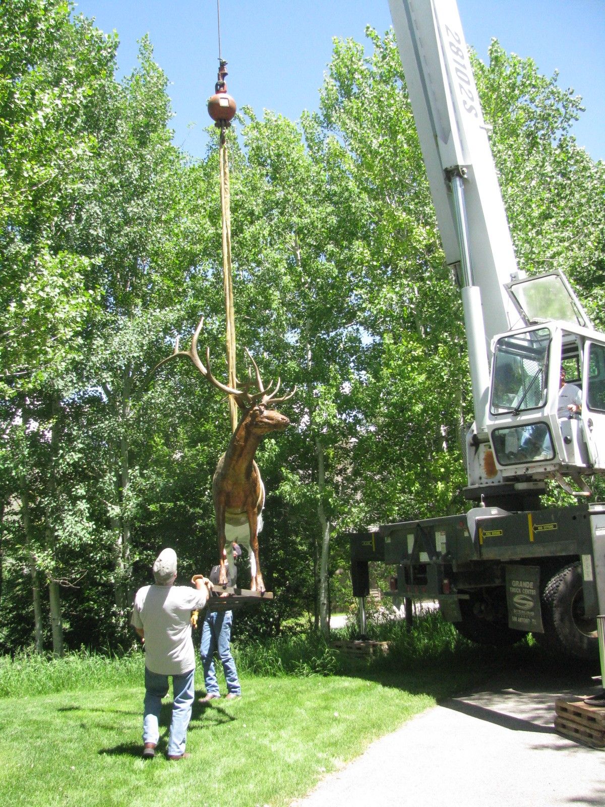 The bronze elk airborne on the crane line among the aspens