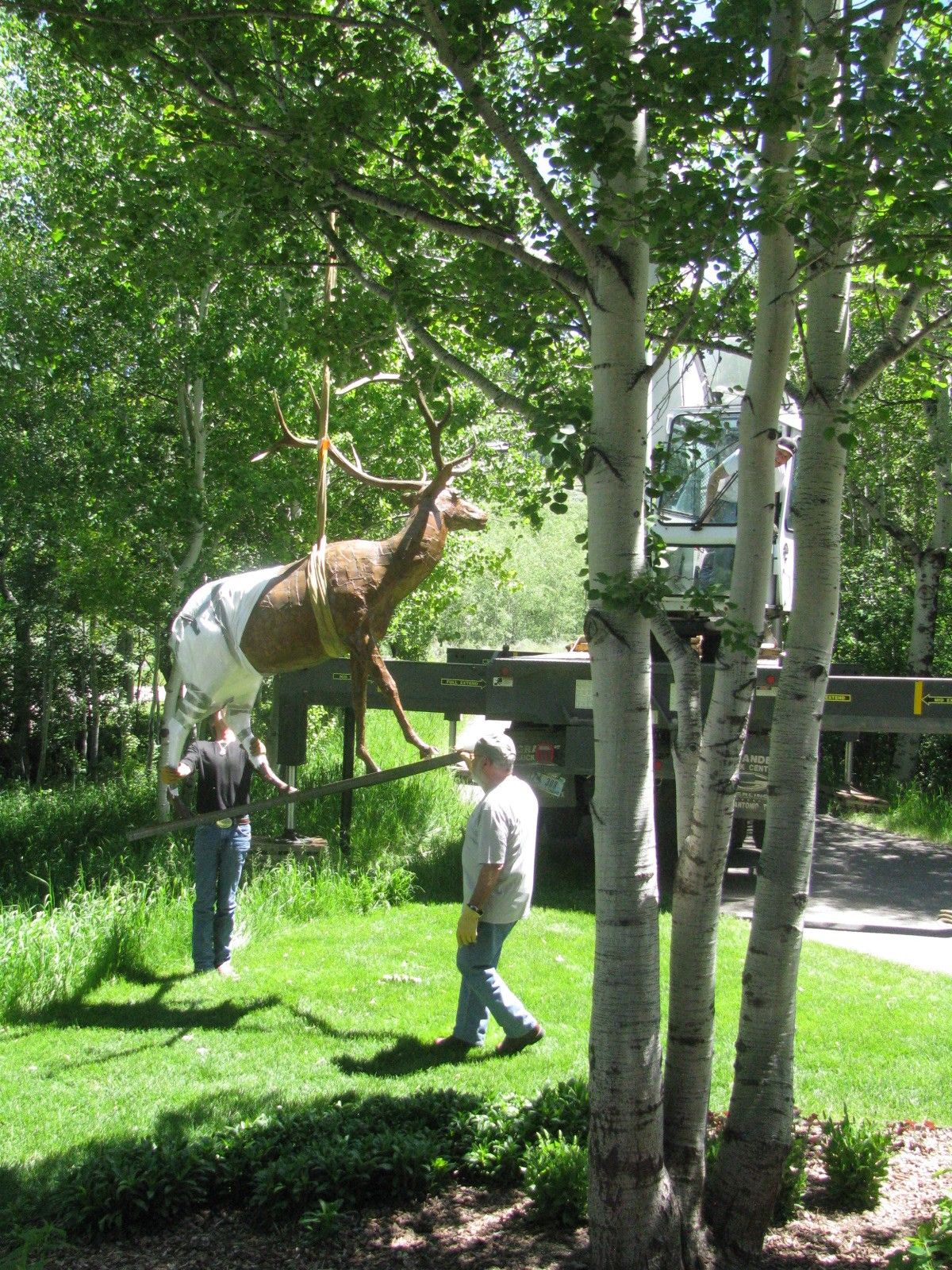 Guiding the suspended elk past the aspens